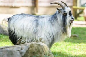 Afrikansk dvärgget