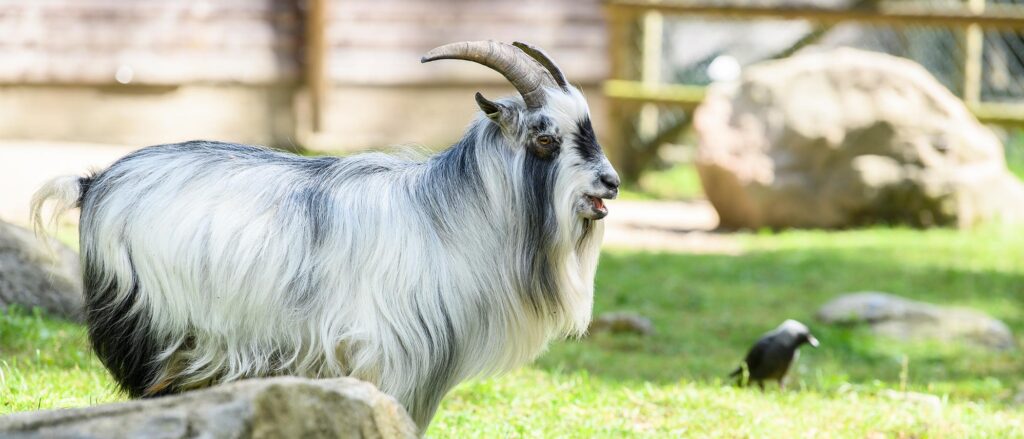 Afrikansk dvärgget