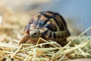 Egyptisk landsköldpadda