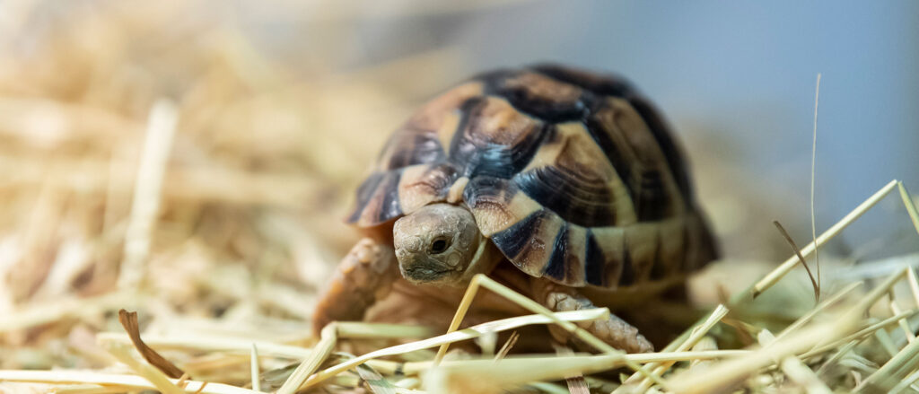 Egyptisk landsköldpadda