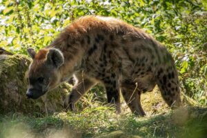 Fläckig hyena