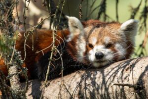 Röd panda