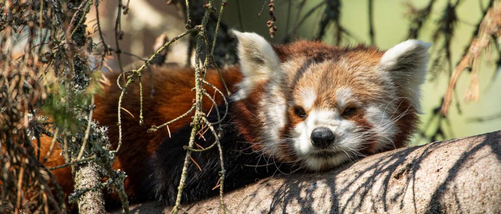 Röd panda