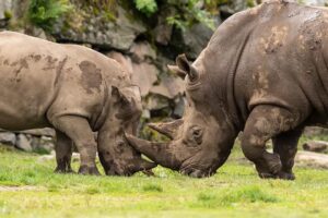 Sydlig trubbnoshörning