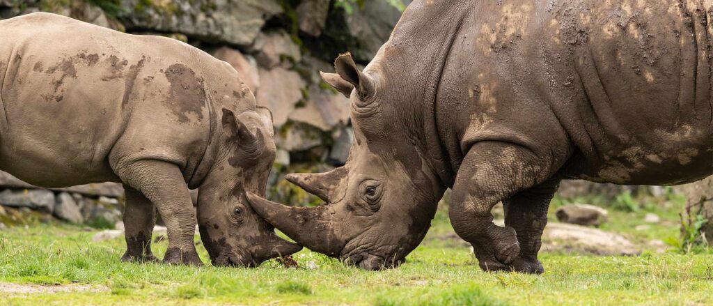 Sydlig trubbnoshörning