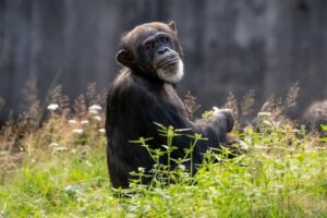 Västafrikansk scimpans