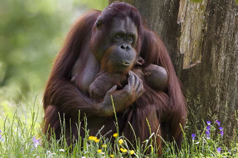 Borneoorangutang