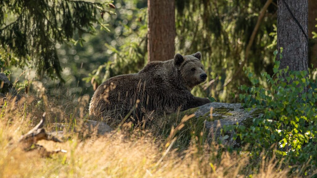 Brunbjörn Nordiska skogen