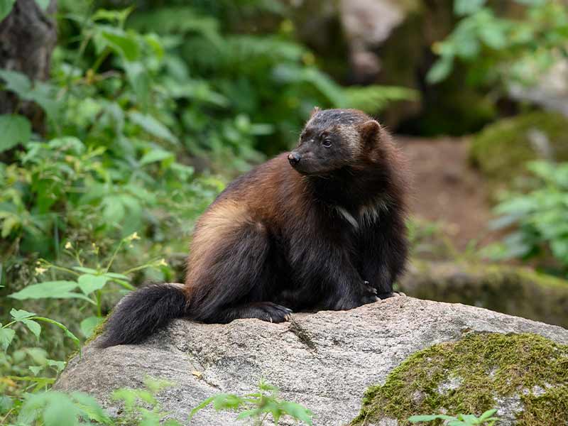 Järv Borås Djurpark